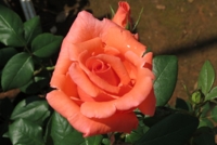Harmonie