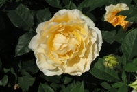 Lemonessence